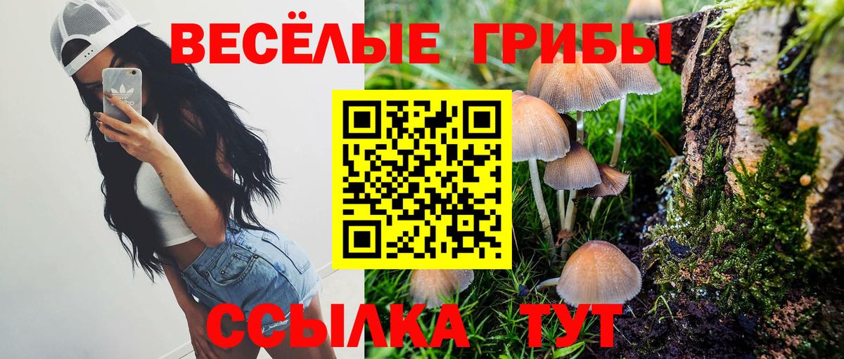 Галлюциногенные грибы Psilocybe Михайловка